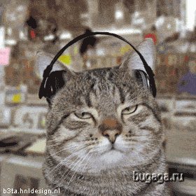 Музыкальные коты