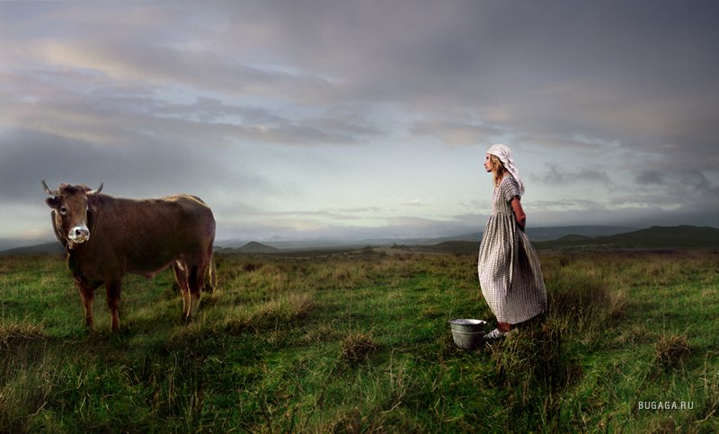 Песня доярочка. Коровы в поле. Фотосессия с коровой. Фотосессия с коровой в поле. Доярка.