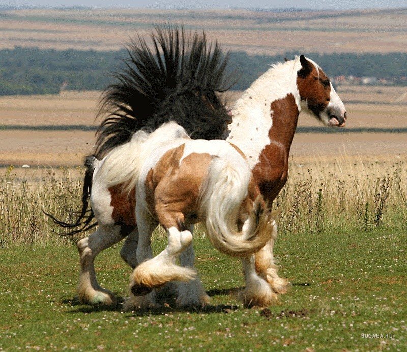 Сколько лошадей в мире. Красивые лошади. Очень красивые лошади. Необычные лошади. Лошадь фото.