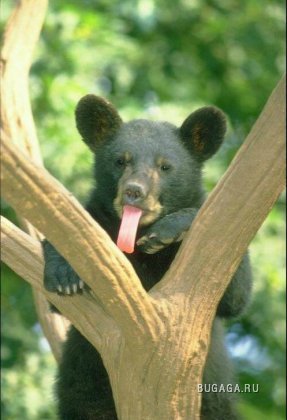 Медведи - забавные и милые животные