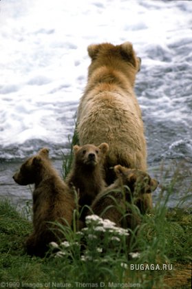 Медведи - забавные и милые животные