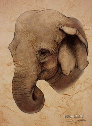 Слонопотамы