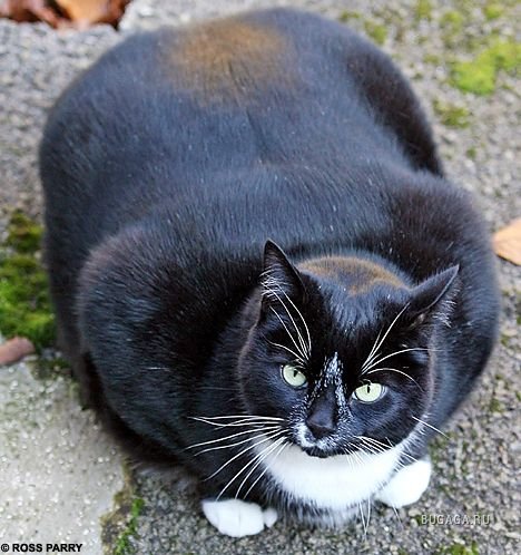 Самый Толстый Кот В Мире Фото