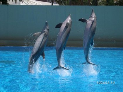 Для любителей дельфинчиков