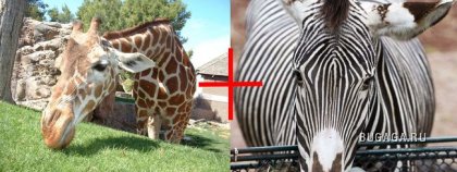 Что будет если жирафа скрестить с зеброй?