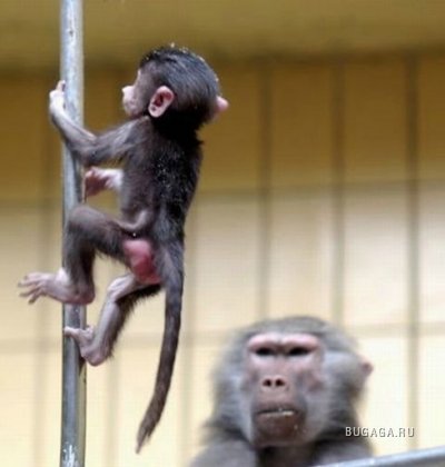 Маленькие обезьянки