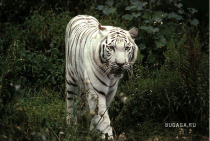 Тигры-величественность и грация