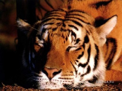 Тигры-величественность и грация