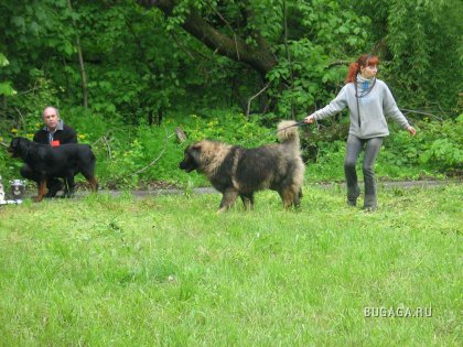 Выставка собак в Кишиневе. Часть 2
