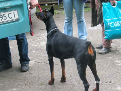 Выставка собак в Кишиневе. Часть 2