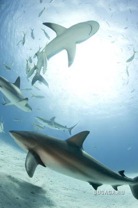 Underwater by Zena Holloway