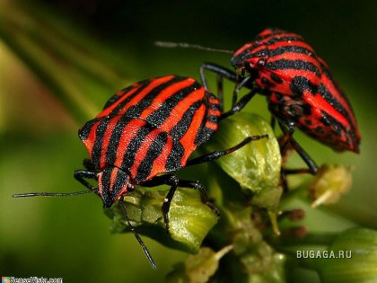 красивые насекомые в нашей жизни