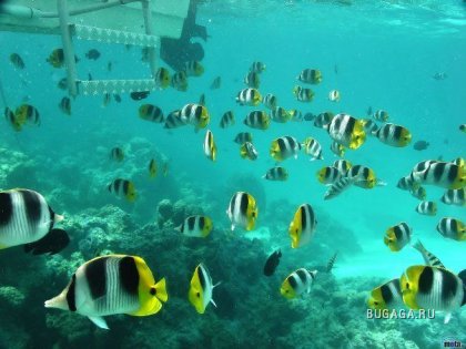 Подводный мир: рыбки