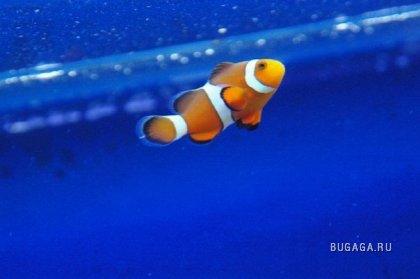 Подводный мир: рыбки