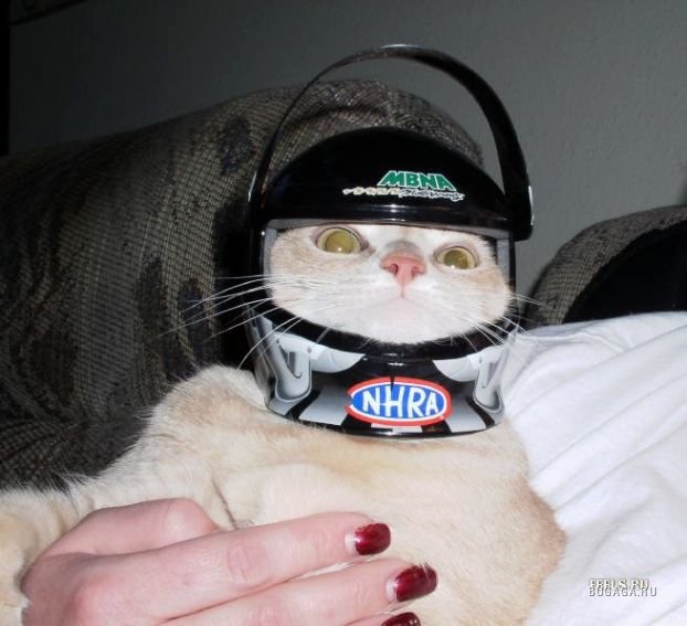 Готов к запуску. Кот в каске. Кот в шлеме. Мотошлем для котов. Прикольный кот в каске.