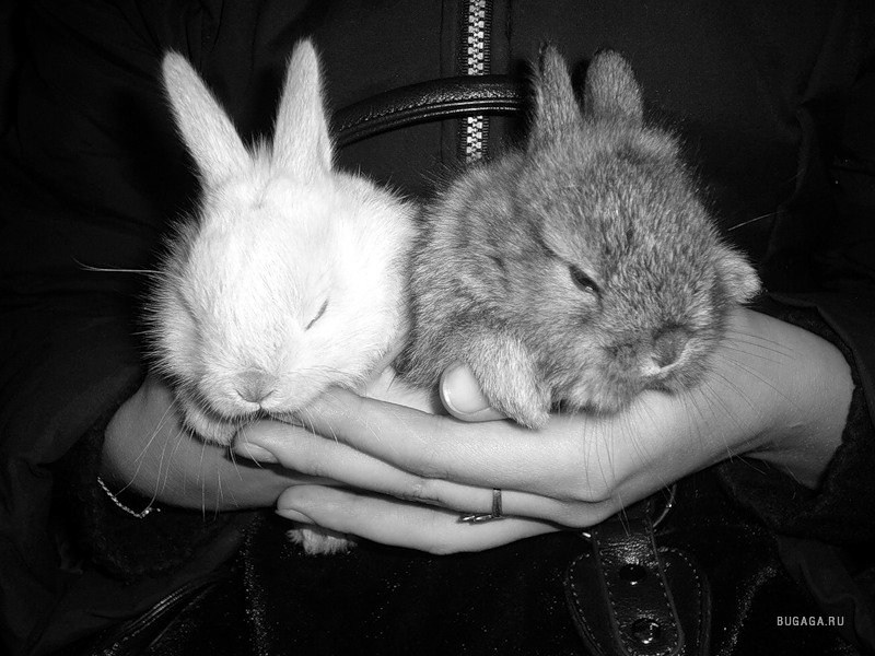 Мои любимые карликовые крольчата!!!