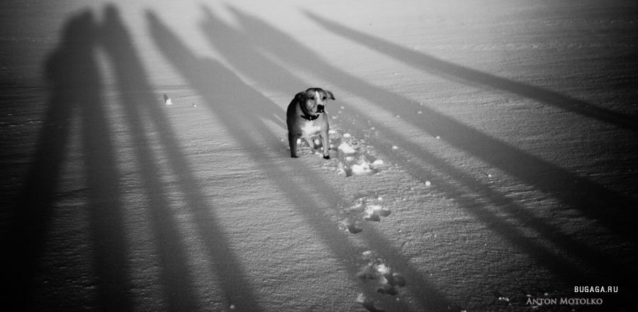 Мотолько помоги. Одинокая собака. Одиночество с собакой. Одинокий песик. Самые грустные картинки до слёз.