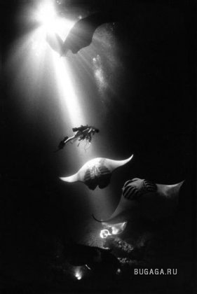 Подводно, загадачно, красиво от David Doubilet (part1)