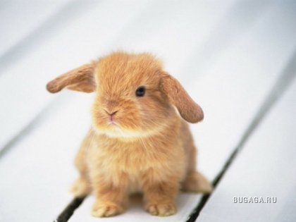 Мои любимые карликовые крольчата!!!