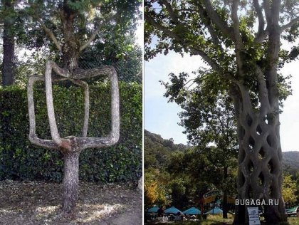 креативные деревья
