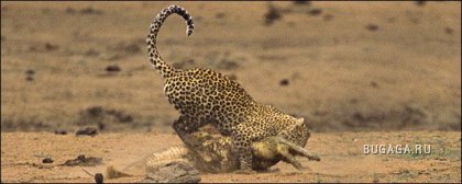 Уникальные фотодокументы: Леопард vs Крокодил