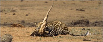 Уникальные фотодокументы: Леопард vs Крокодил