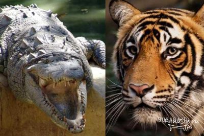 Бой аллегатора с тигром