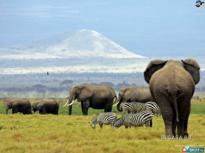 Большие и безобидные - слоны