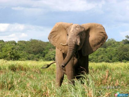 Большие и безобидные - слоны
