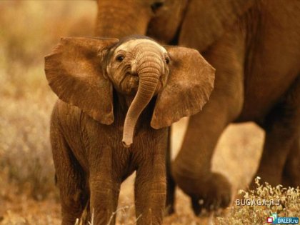 Большие и безобидные - слоны