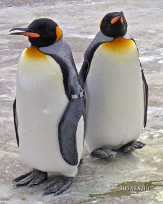 Симпатяшки пингвины!!!