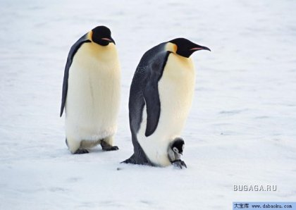 Симпатяшки пингвины!!!