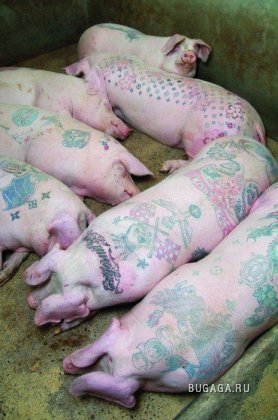 Татуированные свинюшки...