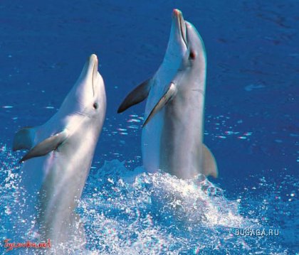 Дельфинчики..