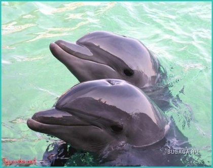 Дельфинчики..