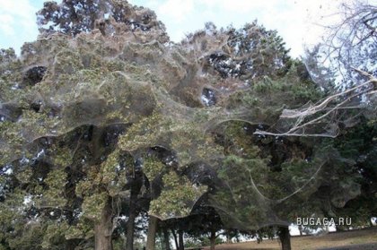 Гигантская паутина на деревьях