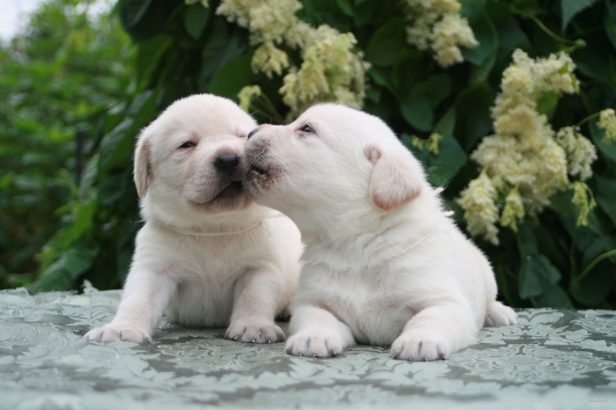Встречаются две собаки. Лабрадор ретривер. Лабрадор ретривер щенок. Лабрадор ретривер белый. Лабрадор ретривер маленький.