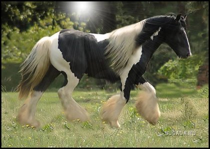 Необычные лошади