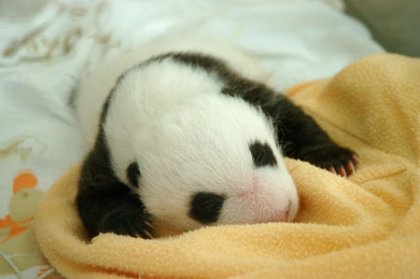 Панда: от рождения до первых шагов