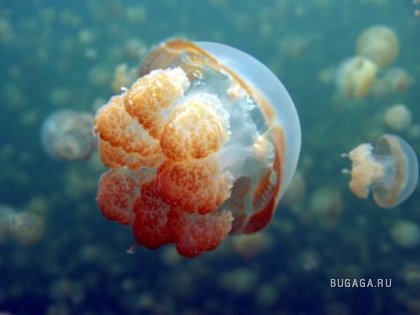 Поцелуй медузы