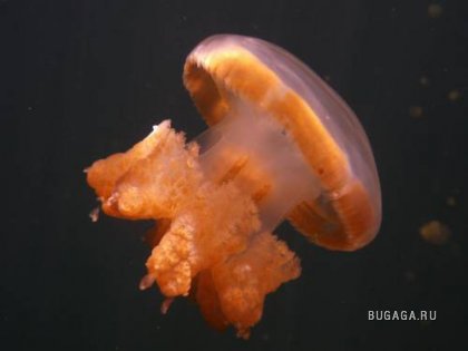 Поцелуй медузы