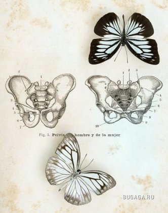 Бабочки от Jo Whaley