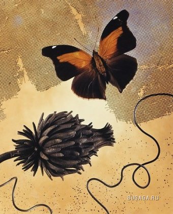 Бабочки от Jo Whaley