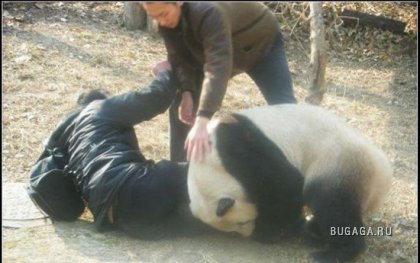 Злая панда атакует!