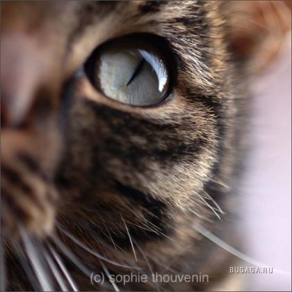 Глаза кошек