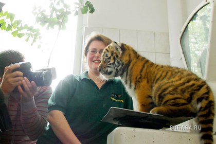 Первая фотосессия сибирского тигра