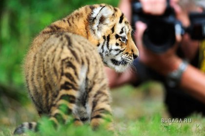 Первая фотосессия сибирского тигра