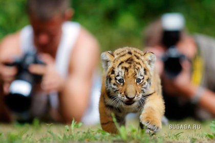 Первая фотосессия сибирского тигра