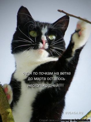 Замечательныя подборка животных))))