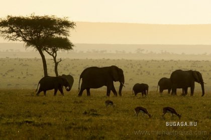 Животный мир Африки глазами фотографа Michael Poliza